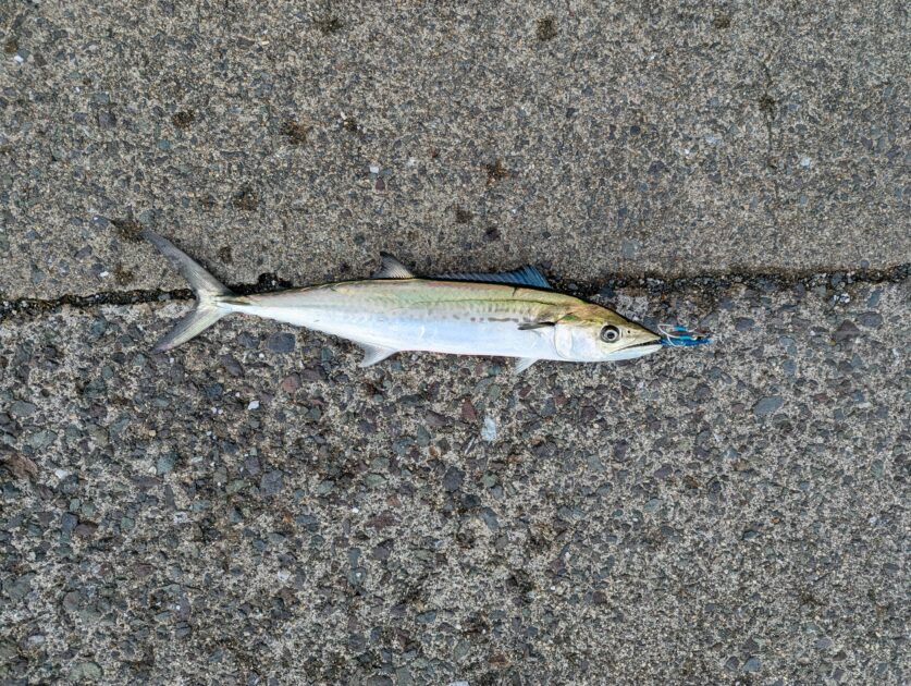 ミヨ埼灯台で釣れたサゴシ