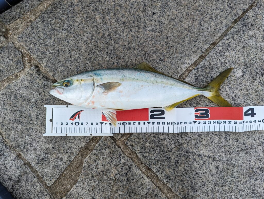 翼港で釣れたツバス