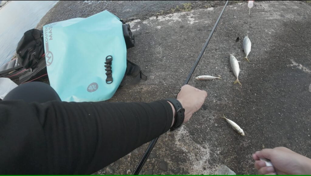 サビキ釣りで釣れたアジ