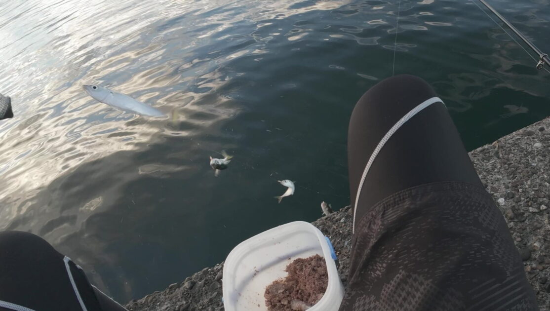 サビキ釣りで釣れたサバ