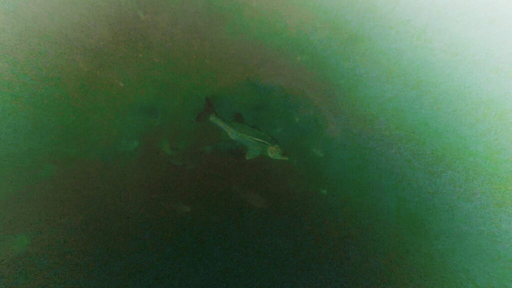 泉佐野一文字の水中で撮影したスズキ