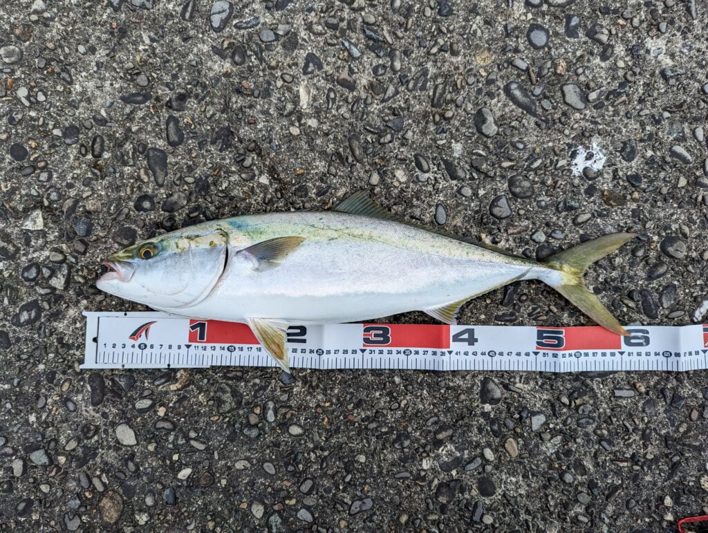 泉佐野一文字で釣れたハマチ