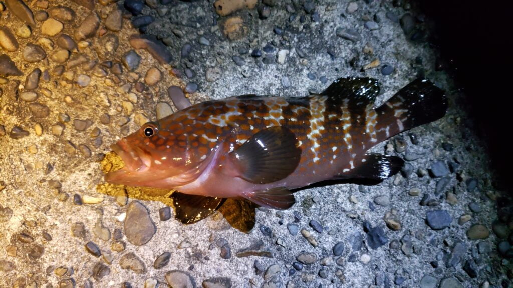 キジハタ(アコウ)