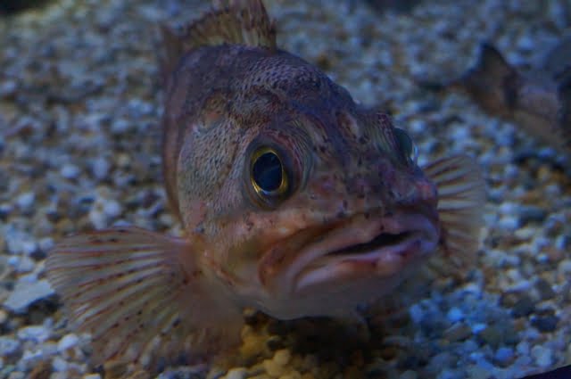 カサゴ(ガシラ)