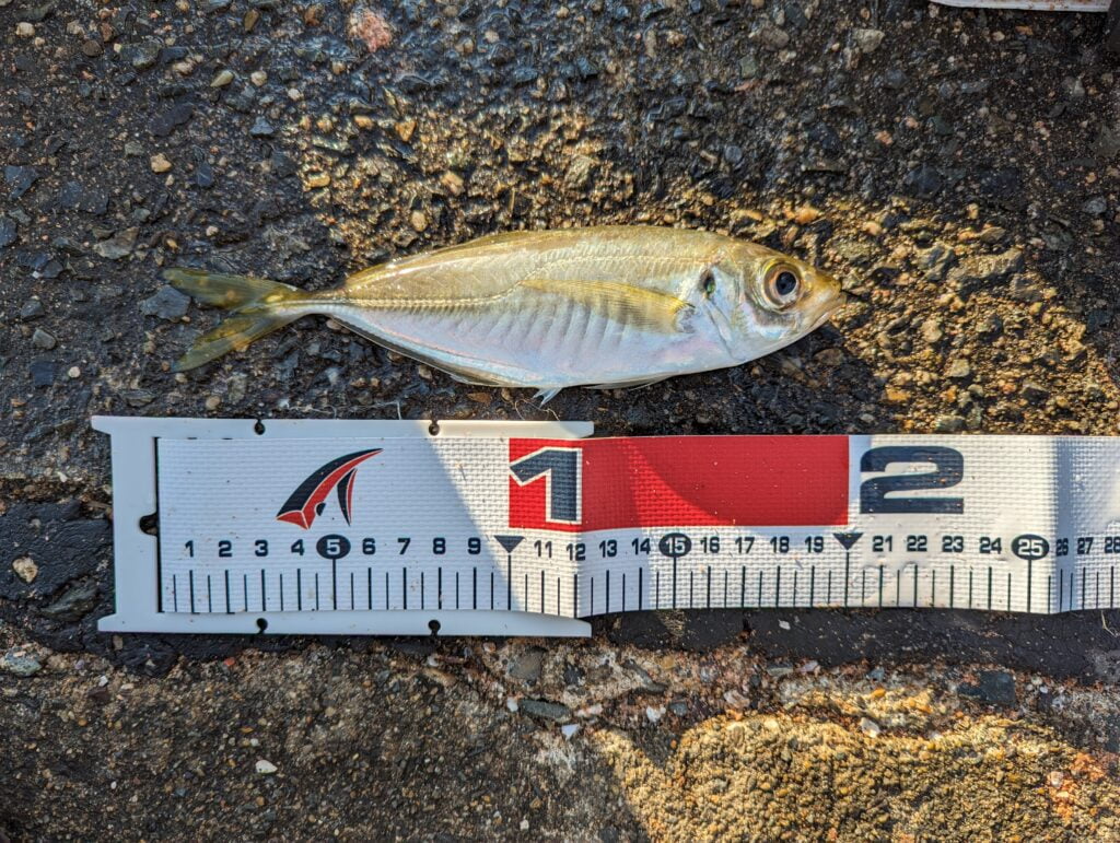前島埠頭で釣れたアジ
