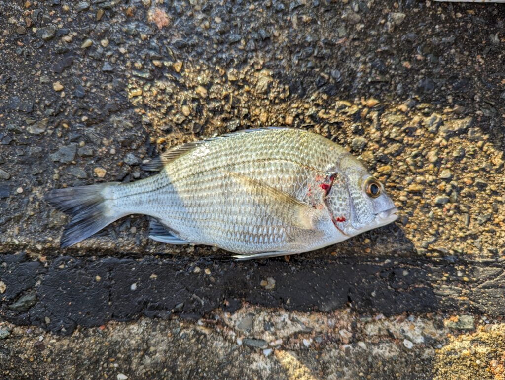 前島埠頭で釣れたチヌ