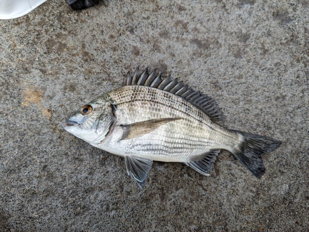 舞鶴親海公園で紀州釣りで釣れたチヌ