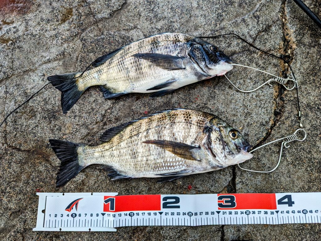 舞鶴親海公園で紀州釣りで釣れたチヌ