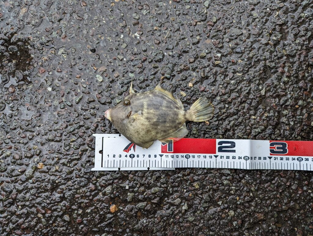 ミヨ埼灯台で釣れたカワハギ