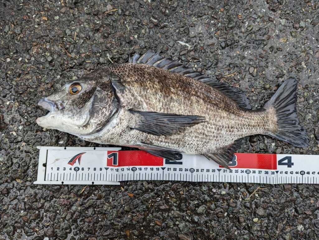 ミヨ埼灯台で釣れたチヌ