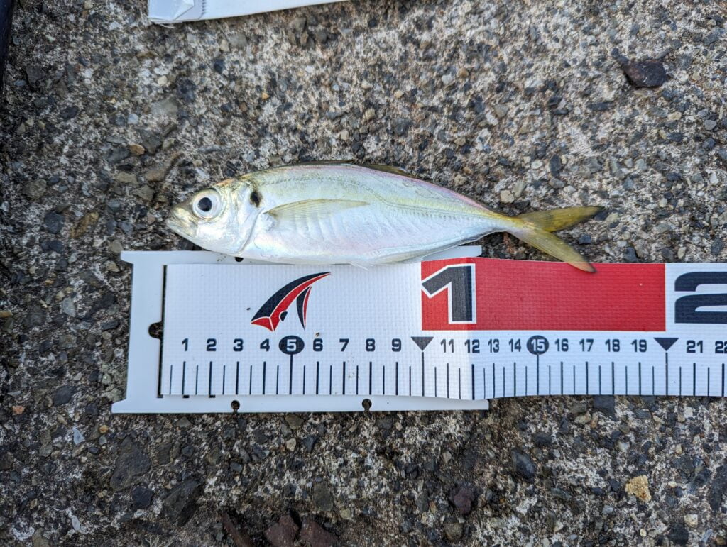 小浜漁港(小浜新港)で釣れたアジ