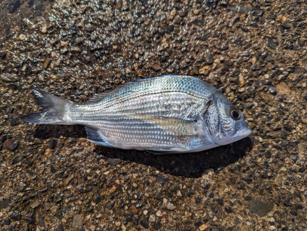 小浜漁港(小浜新港)で釣れたチヌ