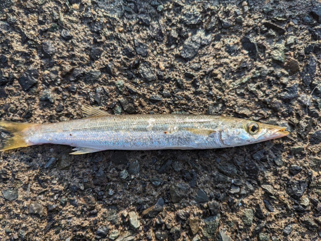 音海大波止で釣れたカマス