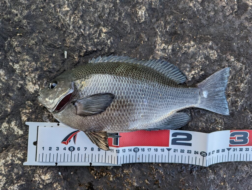 南芦屋浜キャナルパーク(芦屋キャナルパーク)で釣れたグレ