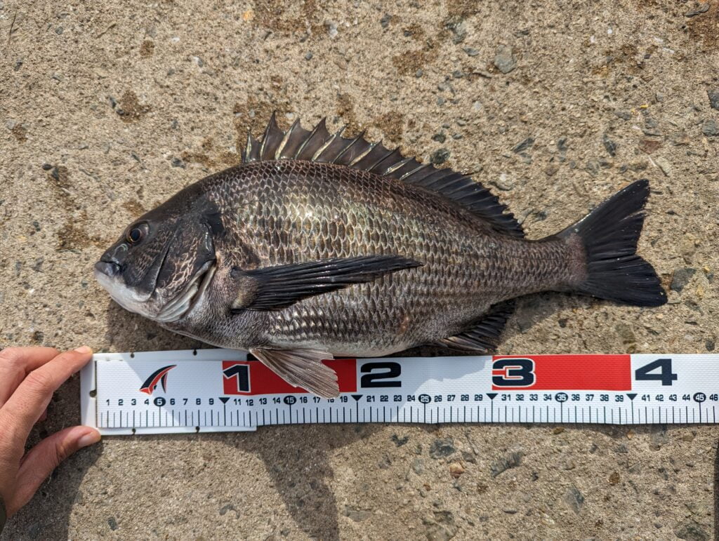 夢舞大橋で釣れたチヌ