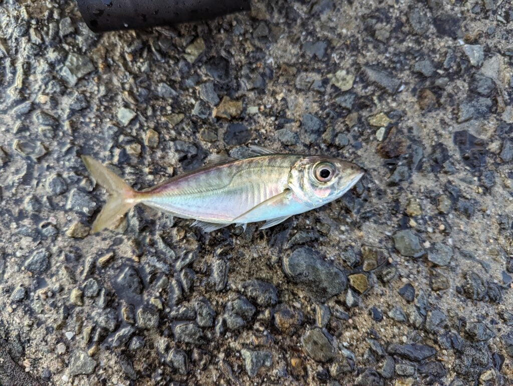 この日1匹目のアジ