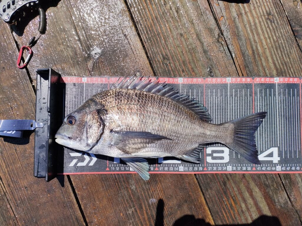 フィッシングメジャーWに置かれたチヌ