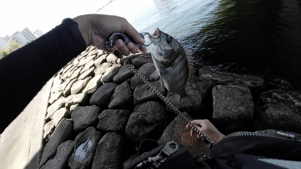 西宮浜で釣れたチヌ