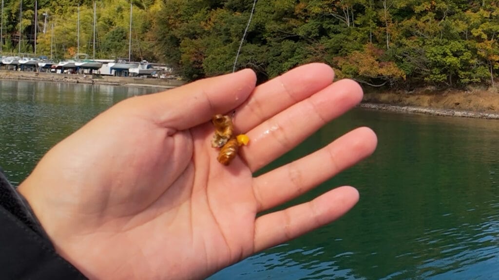 ボロボロの刺し餌