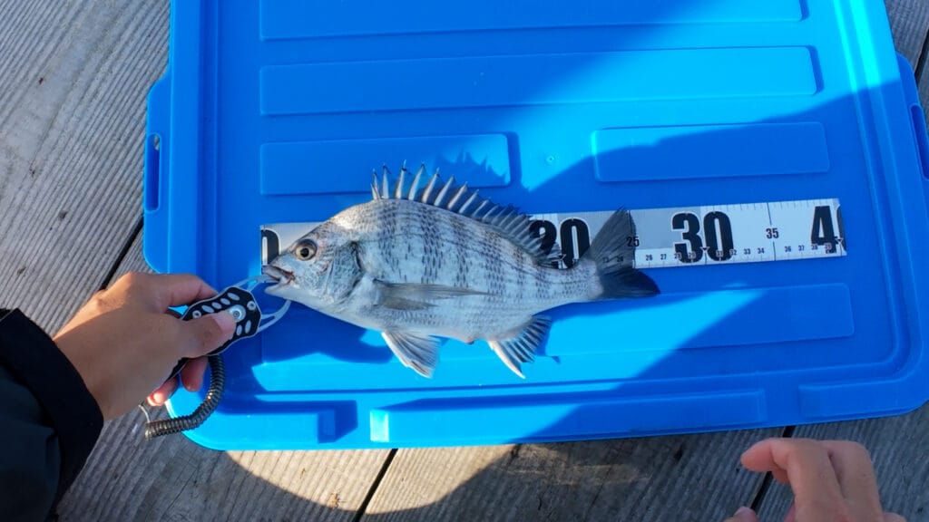 この日釣れたチヌ(26cm)