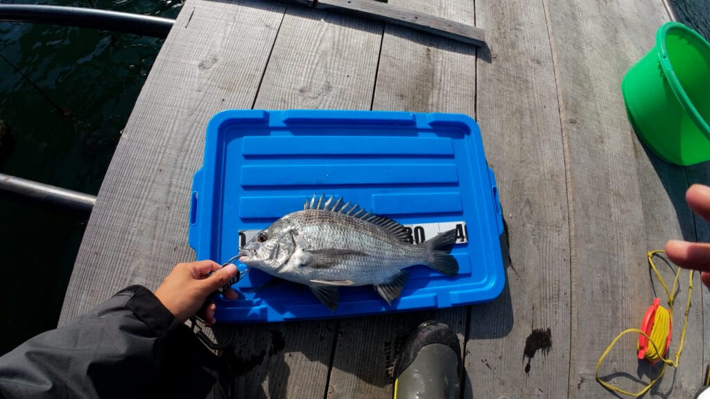 この日釣れたチヌ(38cm)